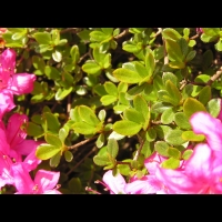 Azalee - Azalea Hatsugiri (fam. Ericacees) (3)